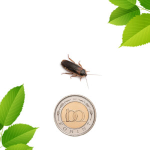 Dubia csótány - kis nimfa (1,5 cm) 100 db