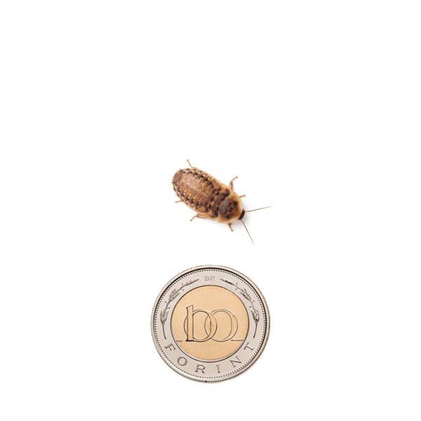 Argentin csótány - kis nimfa (1,5 cm) 50 db
