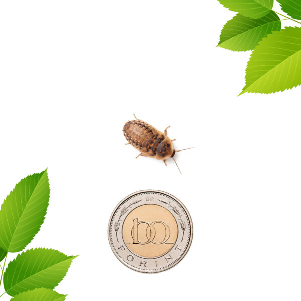 Argentin csótány - kis nimfa (1,5 cm) 100 db
