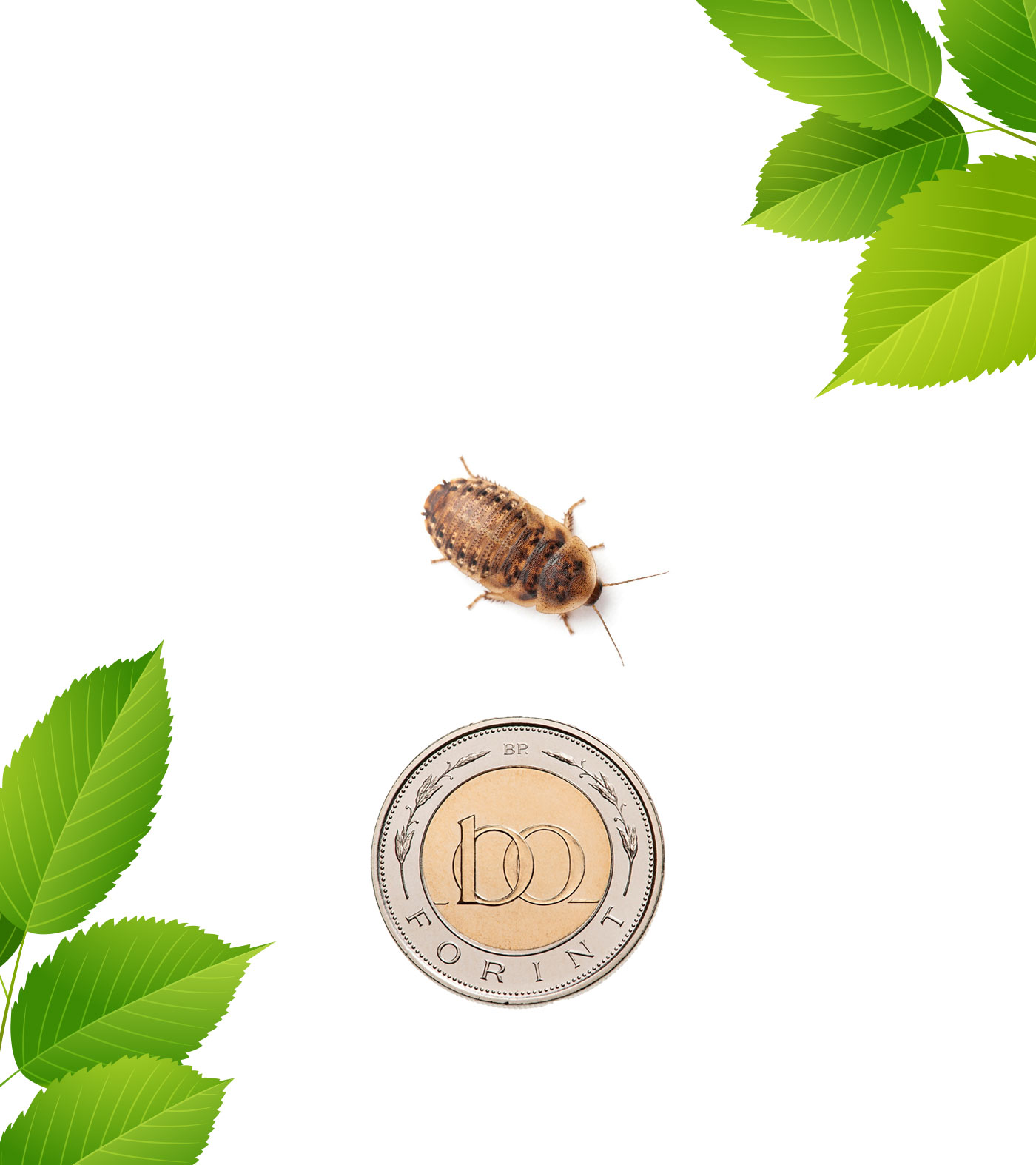 Argentin csótány - kis nimfa (1,5 cm) 100 db