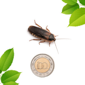 Dubia csótány - közepes nimfa (2,6 cm) 50 db