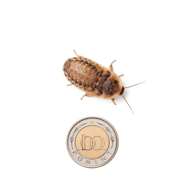 Argentin csótány - közepes nimfa (2,6 cm) 20 db