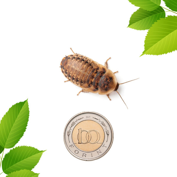 Argentin csótány – közepes nimfa (2,6 cm) 50 db