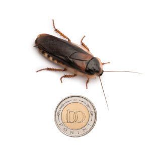 Dubia csótány - fiatal felnőtt (4 cm) 10 db