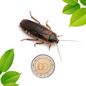 Dubia csótány - fiatal felnőtt (4 cm) 20 db