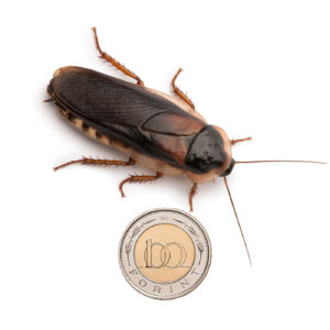 Dubia csótány - felnőtt (5 cm) 10 db