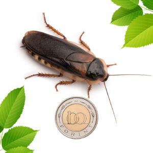 Dubia csótány - felnőtt (5 cm) 20 db